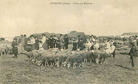 moutons